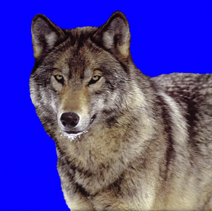 00-forest-wolf.png